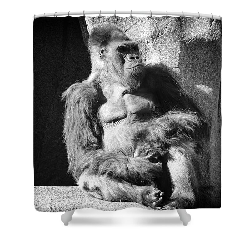 Silverback Gorilla Shower Curtain featuring the photograph Winston by Lawrence Knutsson