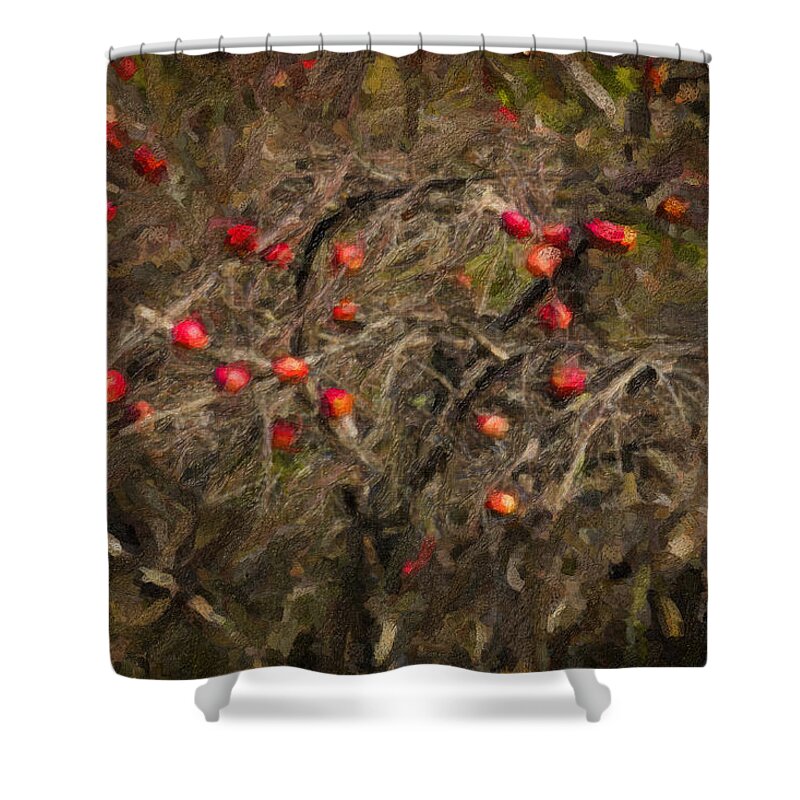 Maine Lobster Boats Shower Curtain featuring the photograph Winter Apple Abstract by Tom Singleton