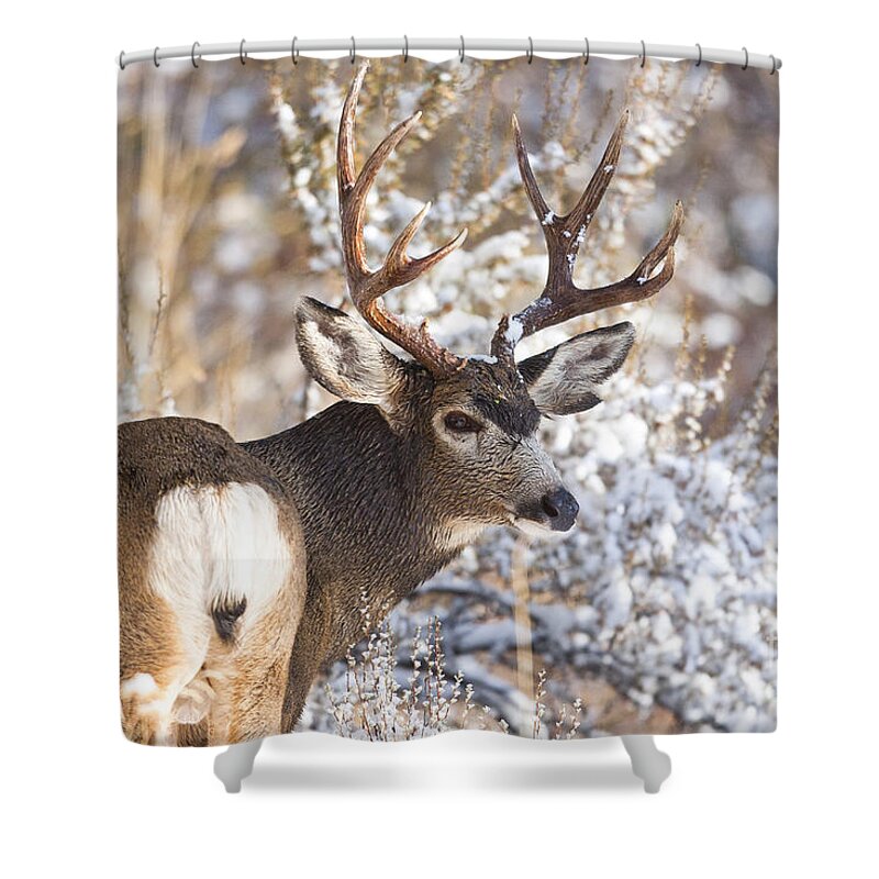 Deer Shower Curtain featuring the photograph Winter Buck by Douglas Kikendall