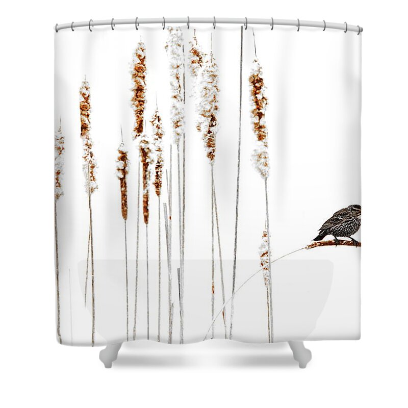 Song Bird Shower Curtain featuring the photograph Winter Came Suddenly by Andrea Kollo