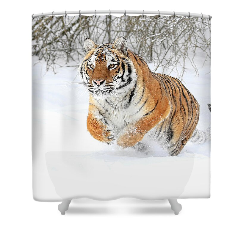 Tiger Shower Curtain featuring the photograph Winter Charge by Steve McKinzie