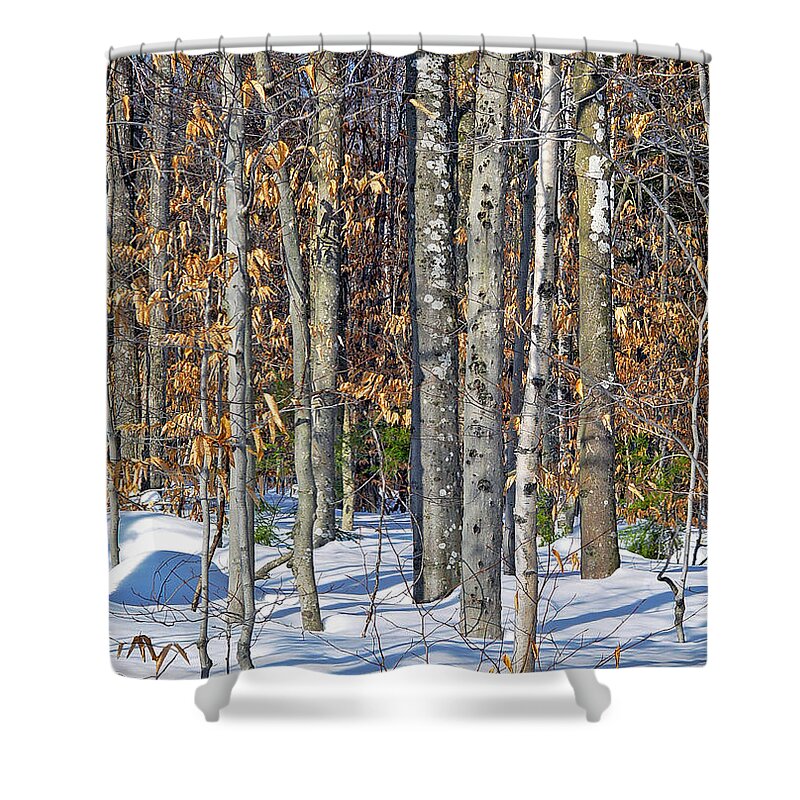 Snow Shower Curtain featuring the photograph Winter Copse With Birches by Lynda Lehmann