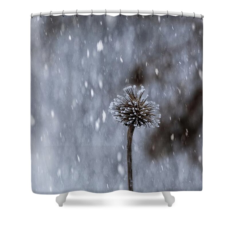 Snow Shower Curtain featuring the photograph Winter flower by Yumi Johnson