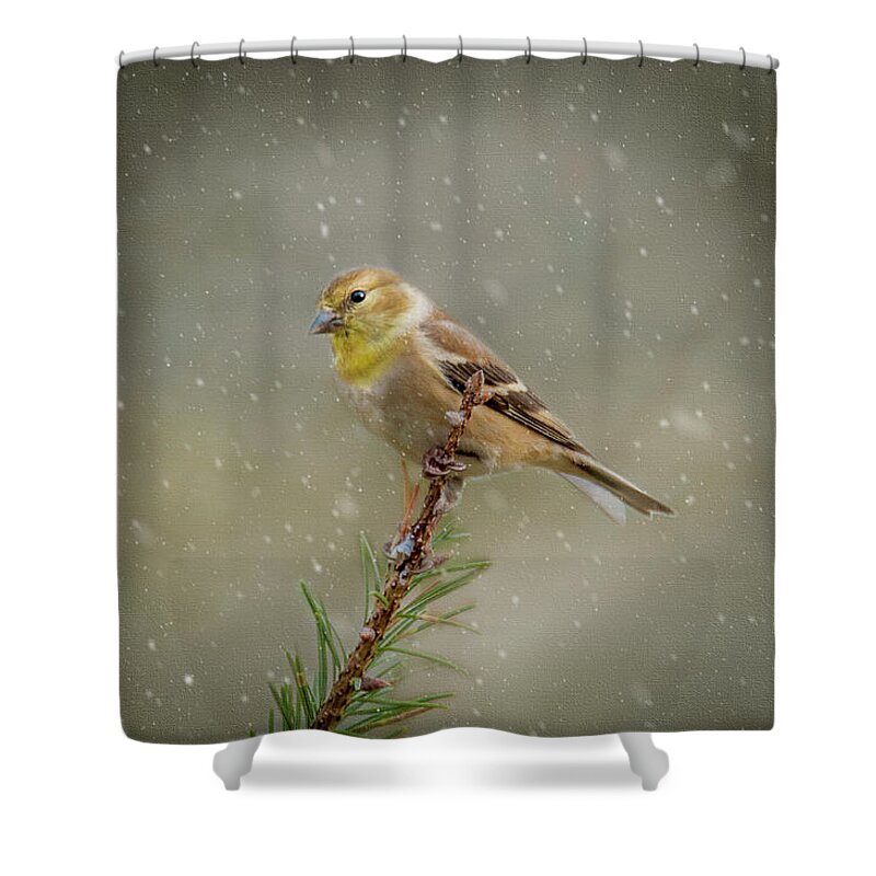Winter Shower Curtain featuring the photograph Winter Goldfinch by Cathy Kovarik