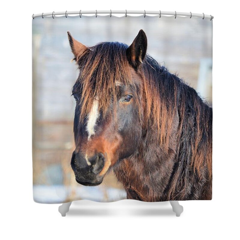 Horse Shower Curtain featuring the photograph Winter Horse by Bonfire Photography