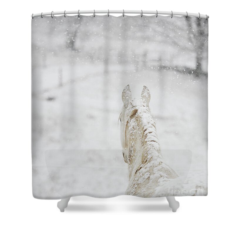 Lipizzan Shower Curtain featuring the photograph Winter Lipizzan by Carien Schippers