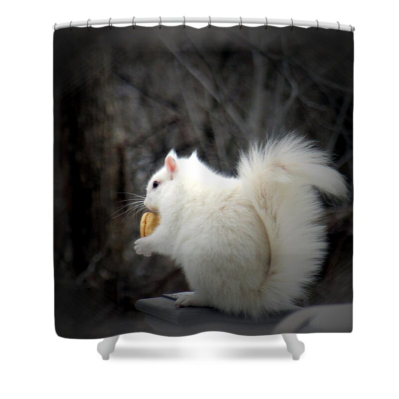 Winter Shower Curtain featuring the photograph Winter Nibbles by Wild Thing