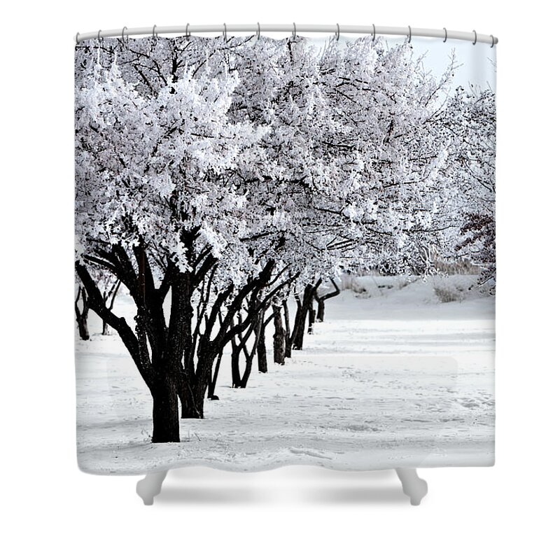 Frost Shower Curtain featuring the photograph Winter Orchard by David Andersen