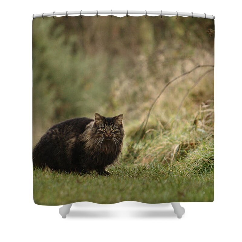 Cat Shower Curtain featuring the photograph Winter Prowl by Adrian Wale