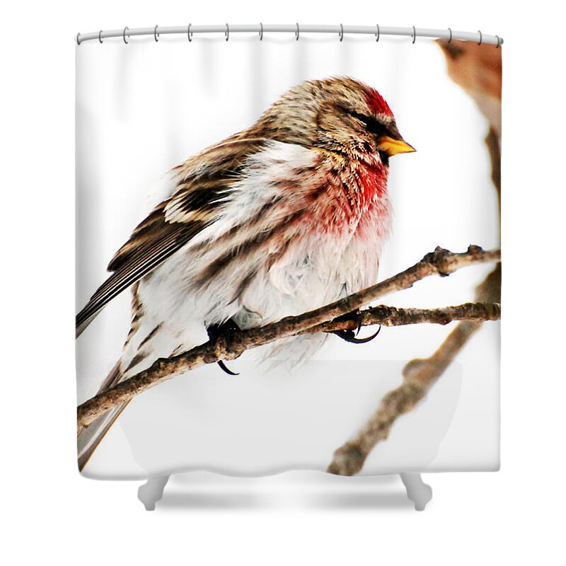Winter Shower Curtain featuring the photograph Winter Redpoll by Christina Rollo