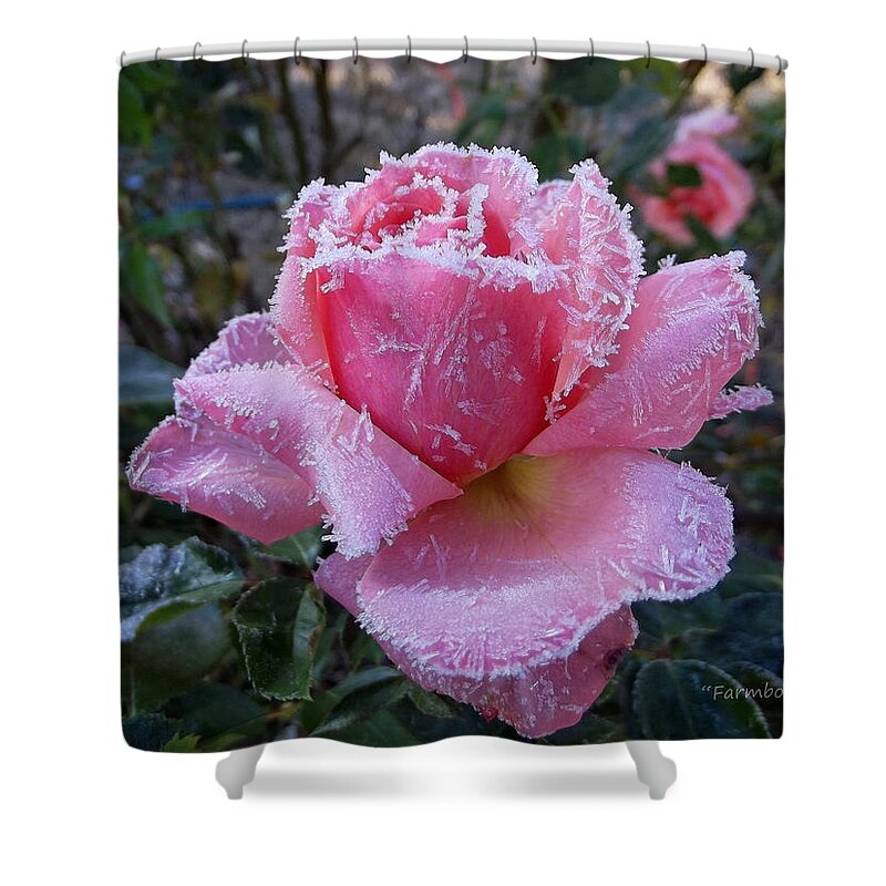 Winter Shower Curtain featuring the photograph Winter Rose by Harold Zimmer