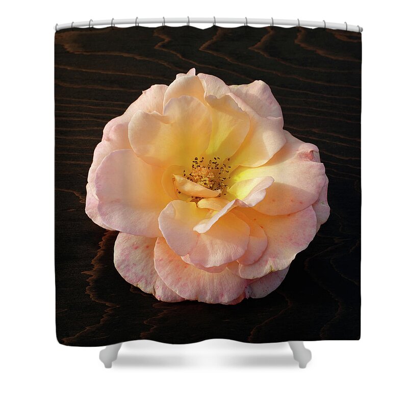 Winter Rose Shower Curtain featuring the photograph Winter Salmon Rose on Antique Wood by Kathy Anselmo