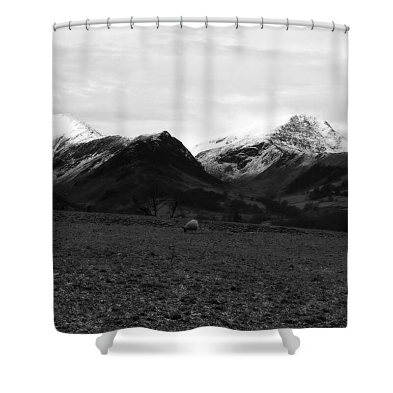 Nature Shower Curtain featuring the photograph Winter sheep by Lukasz Ryszka