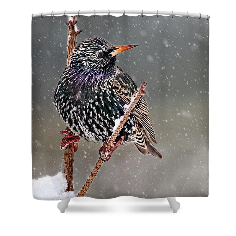 Starling Shower Curtain featuring the photograph Winter Starling 2 by Cathy Kovarik