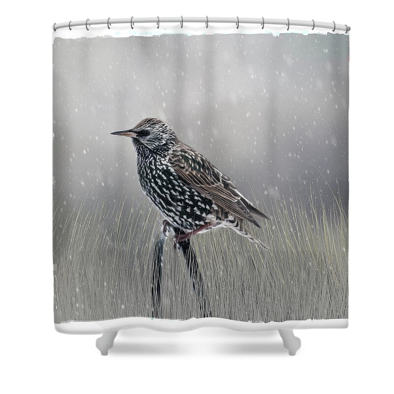 Bird Shower Curtain featuring the photograph Winter Starling by Cathy Kovarik