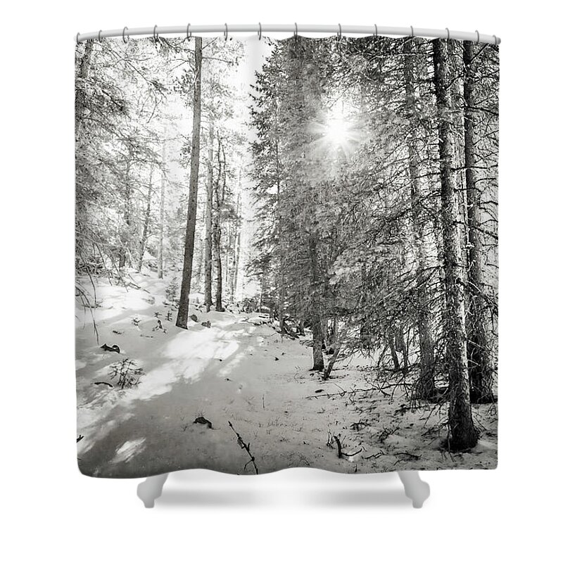 Backcountry Shower Curtain featuring the photograph Winter Sunshine Forest Shades Of Gray by James BO Insogna