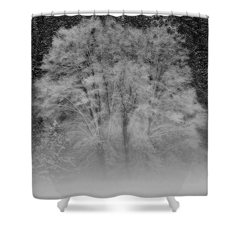 Tree Shower Curtain featuring the photograph Winter Tree in Yosemite Valley by Lawrence Knutsson