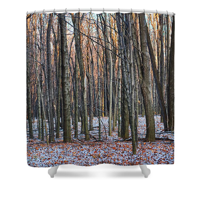 Tree Shower Curtain featuring the photograph Winter - UW Arboretum Madison Wisconsin by Steven Ralser