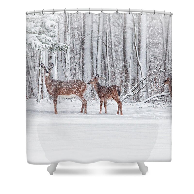 Deer Shower Curtain featuring the photograph Winter Visits by Karol Livote