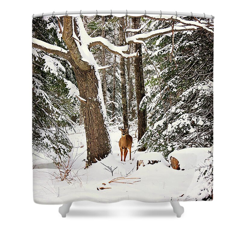 Winter Whitetail Deer In Woods Shower Curtain featuring the photograph Winter Whitetail by Gwen Gibson