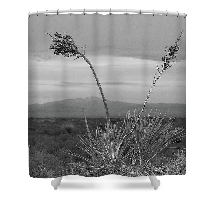 White Sands National Park Shower Curtain featuring the photograph Winter Yucca by Amanda Rimmer