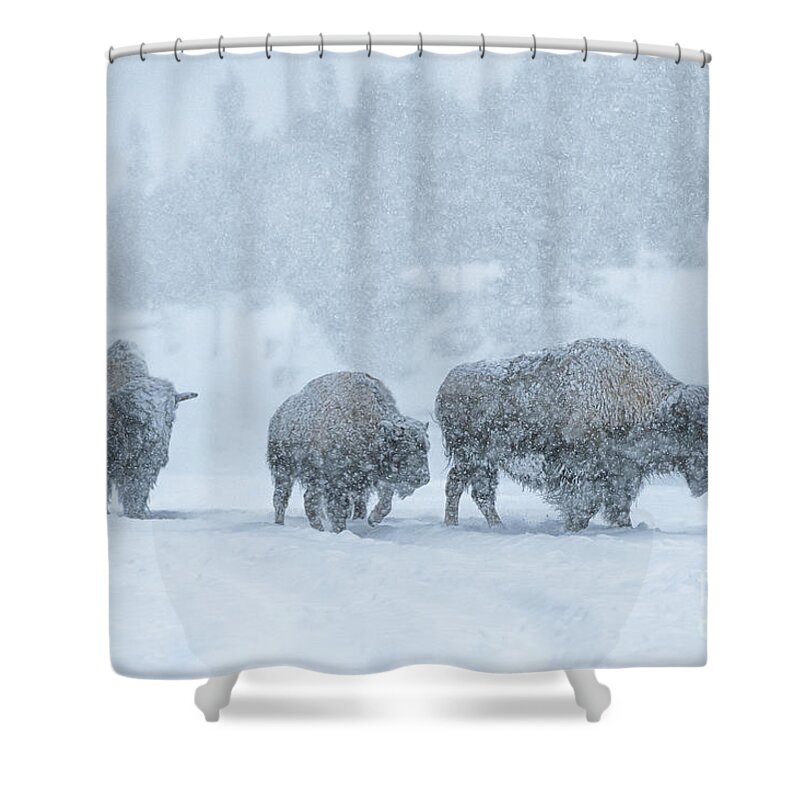 Bison Shower Curtain featuring the photograph Winter's Burden by Sandra Bronstein