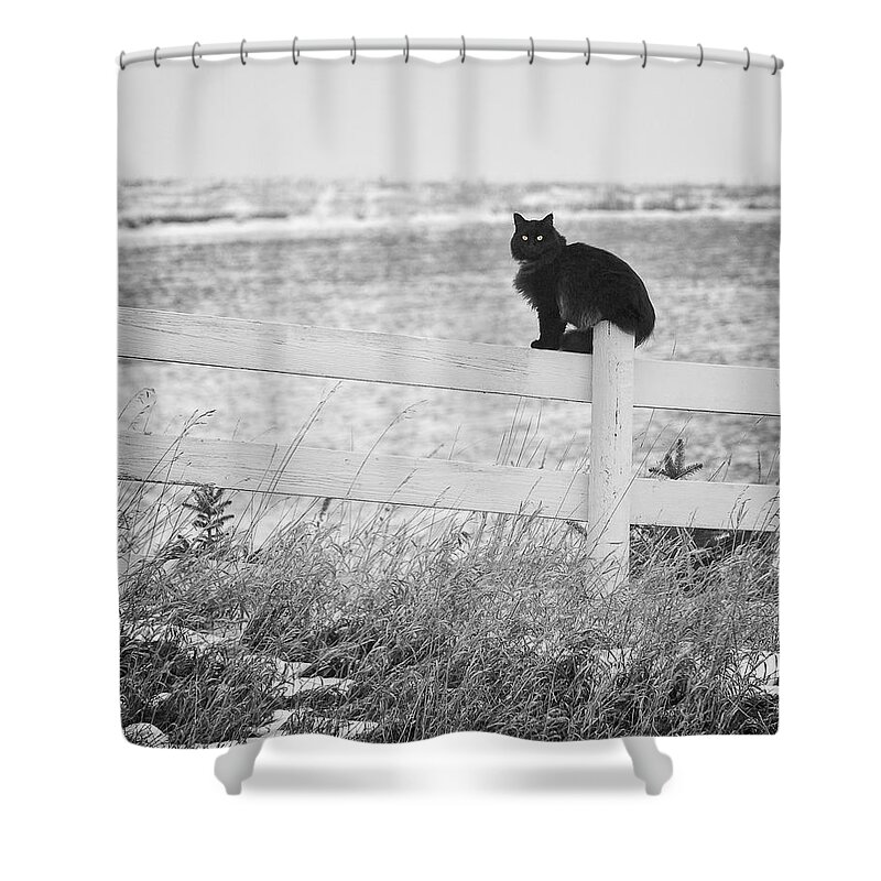 Animals Shower Curtain featuring the photograph Winter's Stalker by Rikk Flohr