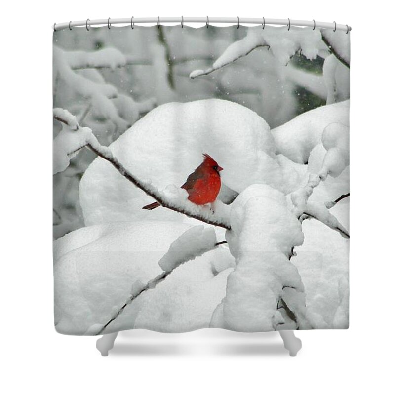 Bird Shower Curtain featuring the photograph Winter's Way by Barbara S Nickerson
