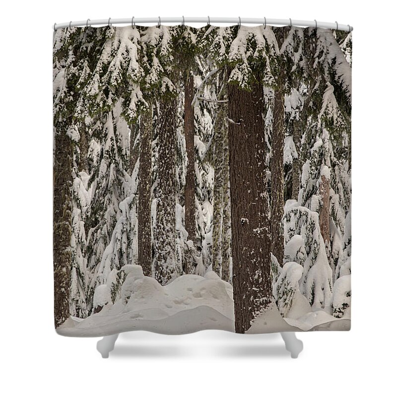 Pocket Creek Shower Curtain featuring the photograph Wintry forest by Kunal Mehra