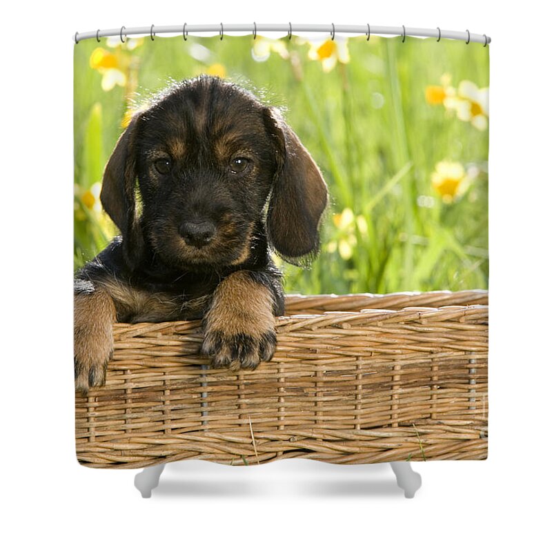 Dachshund Shower Curtain featuring the photograph Wire-haired Dachshund Puppy by Jean-Louis Klein and Marie-Luce Hubert