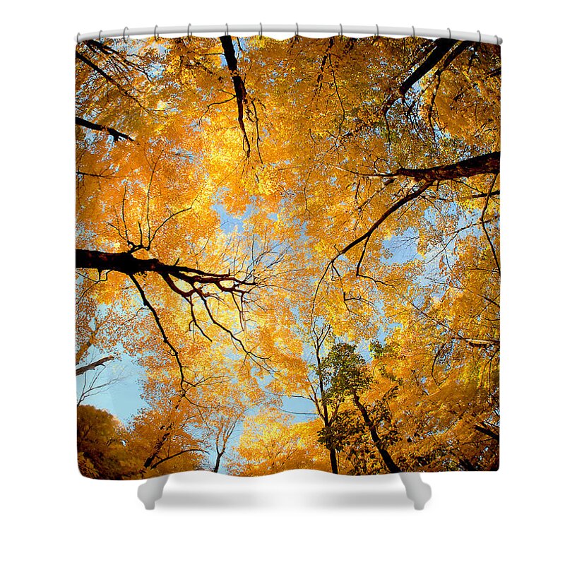 Wisconsin Shower Curtain featuring the photograph Wisconsin Canopy by Todd Klassy