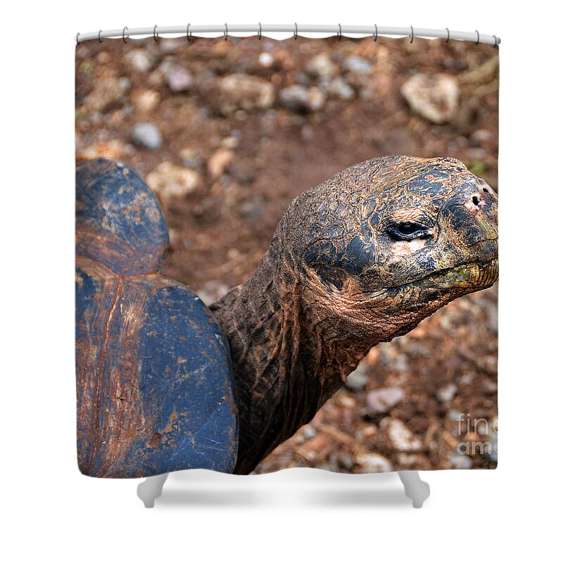 Chelonoidis Nigra Shower Curtain featuring the photograph Wise Old Tortoise by Catherine Sherman