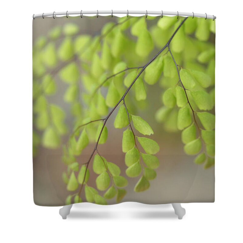 Connie Handscomb Shower Curtain featuring the photograph Wisps by Connie Handscomb