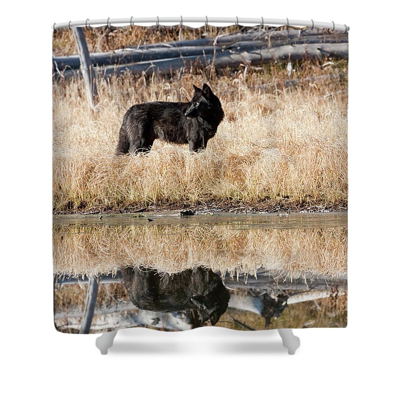 Wolf Shower Curtain featuring the photograph Wolf 712M at Twin Lake by Mark Miller