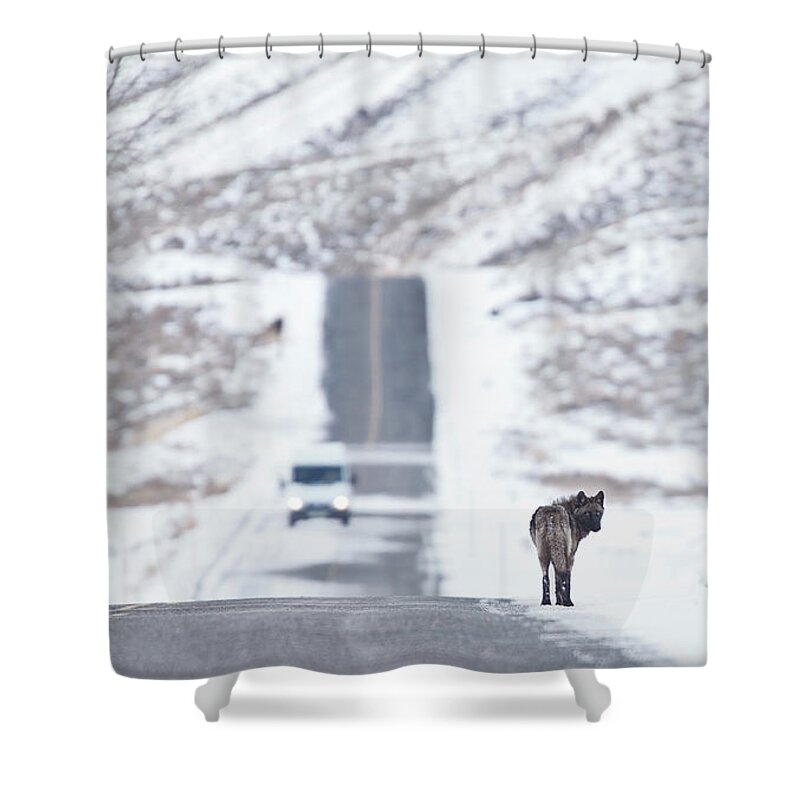Travel Shower Curtain featuring the photograph Wolf Land by Eilish Palmer