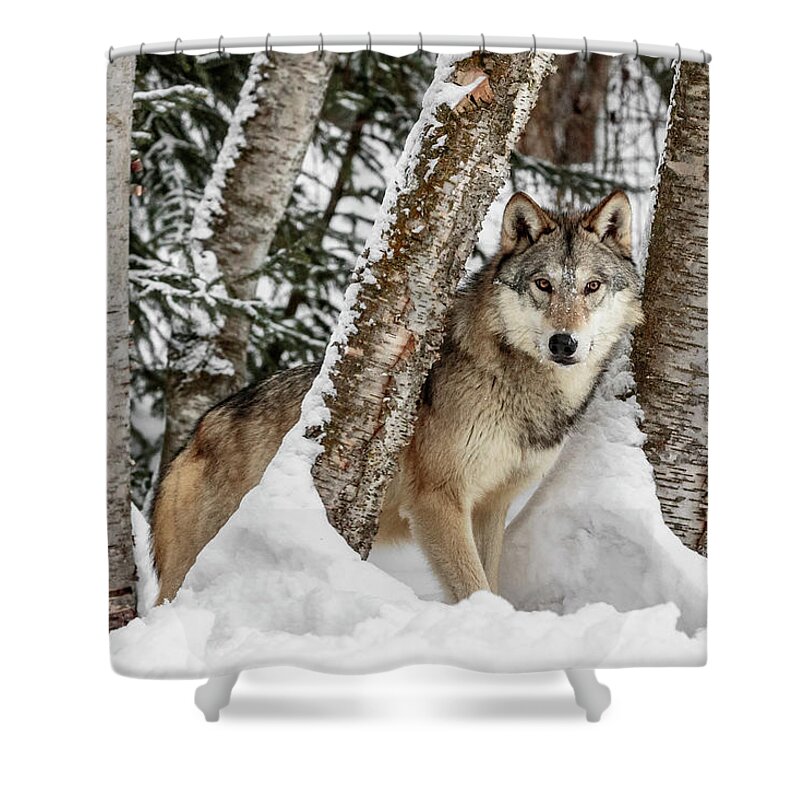 Watcher In The Woods Shower Curtain featuring the photograph Watcher In The Woods by Wes and Dotty Weber