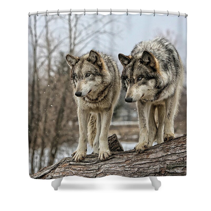 Wolf Wolves Animal Wildlife Mammal Photography Photograph Canis Lupis Grey Timberwolf Shower Curtain featuring the photograph Wolf Pair by Shari Jardina