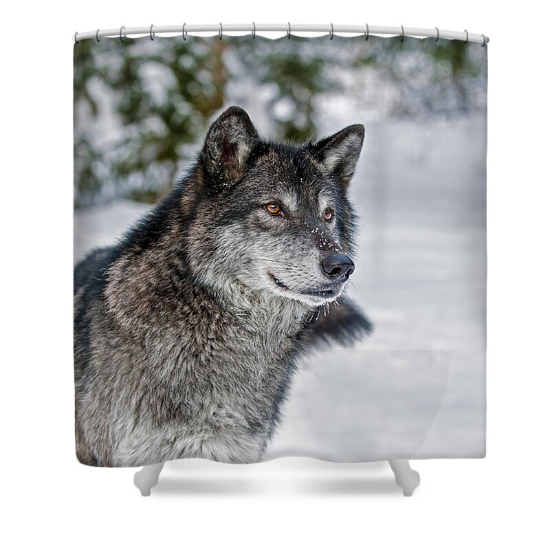 Wolf Shower Curtain featuring the photograph Wolf Portrait by Scott Read