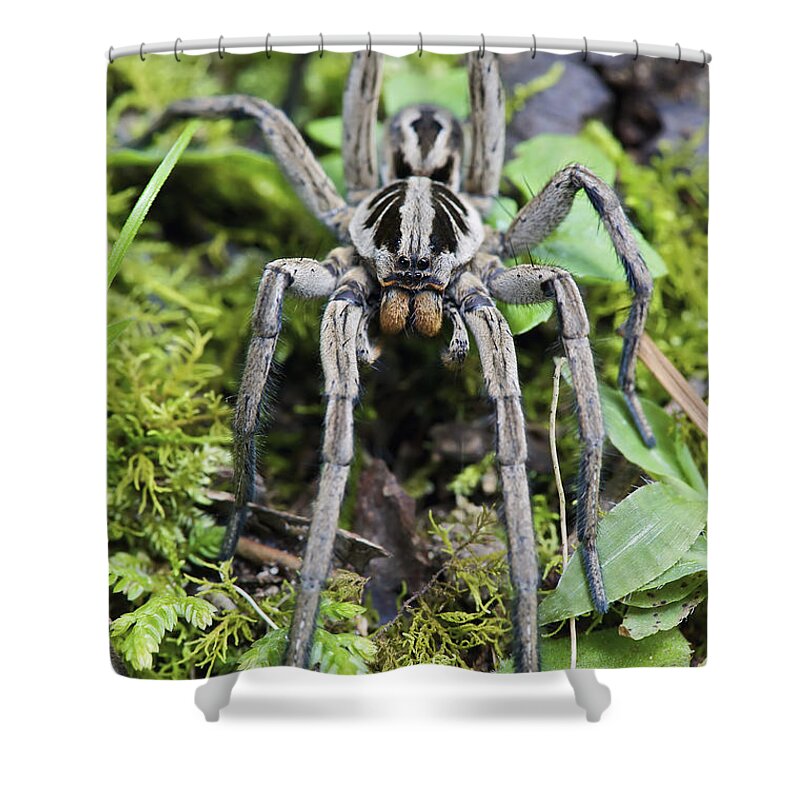Fn Shower Curtain featuring the photograph Wolf Spider Hogna Sp Male, Mindo by James Christensen