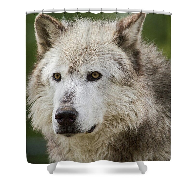 Wolf Shower Curtain featuring the photograph Wolf by Wesley Aston