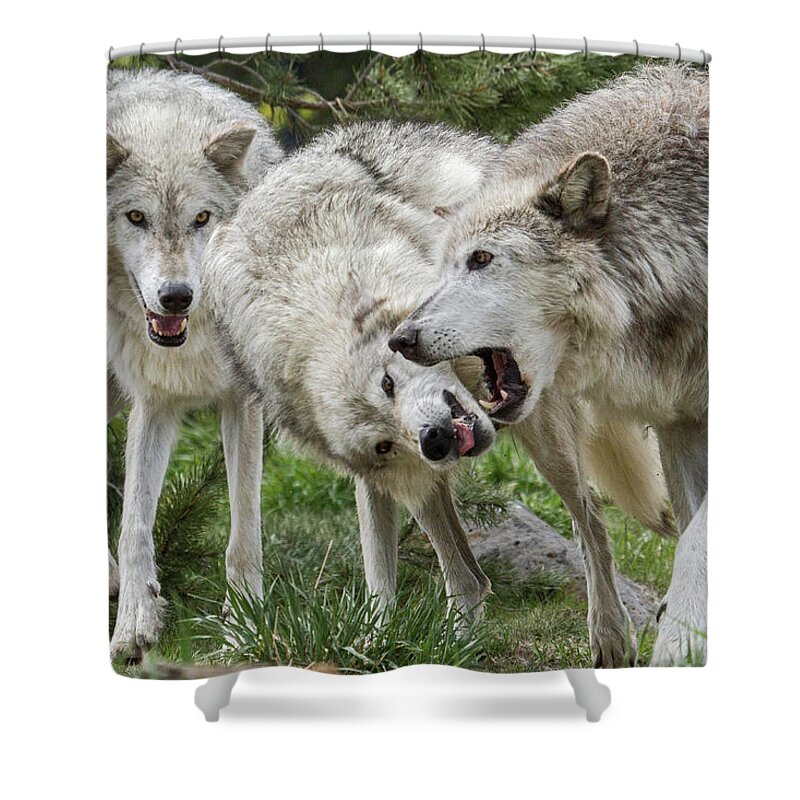 Wolf Shower Curtain featuring the photograph Wolves Playing by Wesley Aston