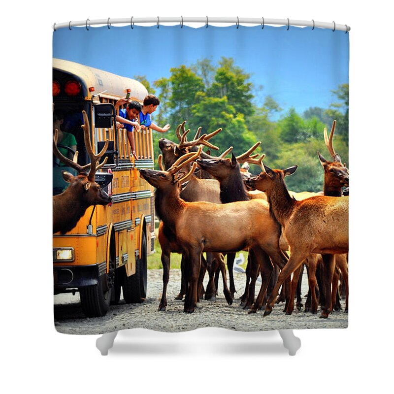 Elk Shower Curtain featuring the photograph Wonder and Awe by Emerita Wheeling