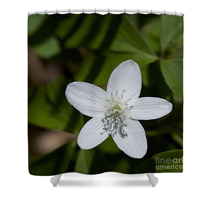 Native Plants Shower Curtain featuring the photograph Wood Anemone by Joseph Yarbrough
