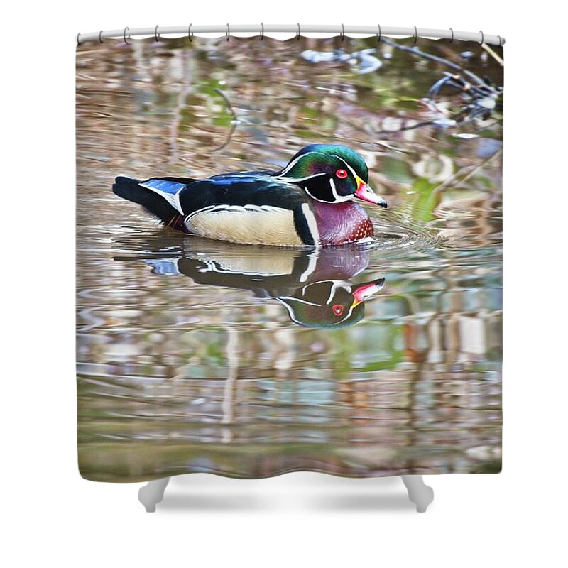 Wood Duck Shower Curtain featuring the photograph Wood Drake by Allan Van Gasbeck