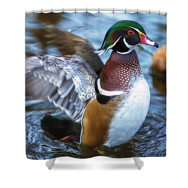 Wildlife Shower Curtain featuring the photograph Wood Duck Flap by Bill and Linda Tiepelman