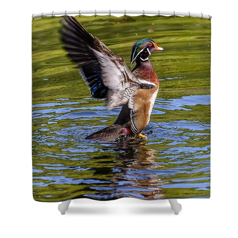 Wood Shower Curtain featuring the photograph Wood Duck Flapping by Jerry Cahill