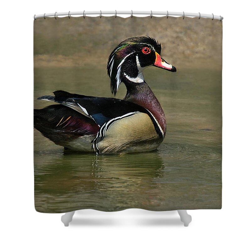 Duck Shower Curtain featuring the photograph Wood Duck Strut by Art Cole