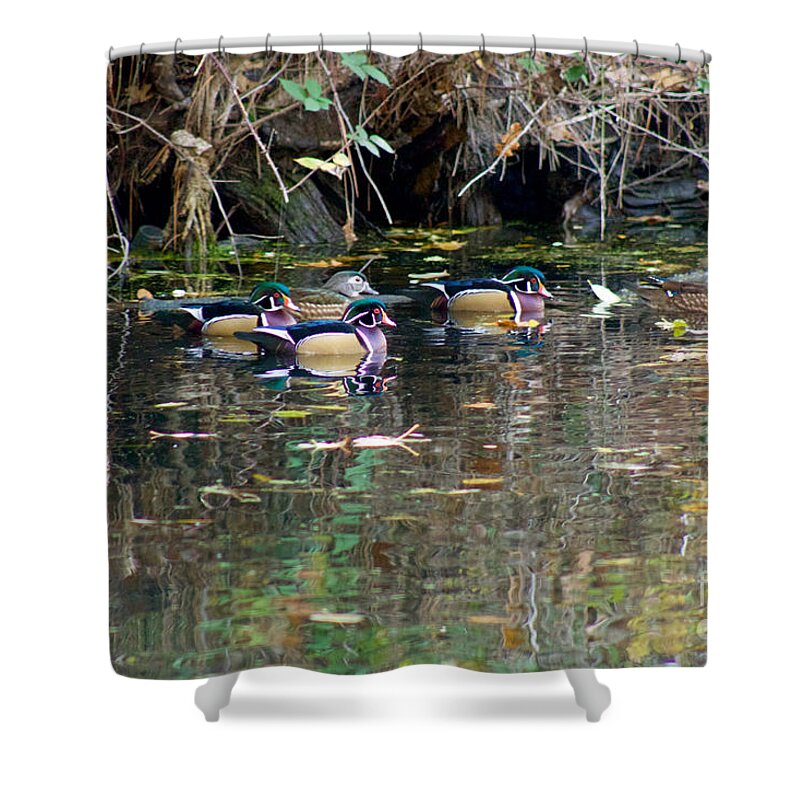Photography Shower Curtain featuring the photograph Wood Ducks in Autumn by Sean Griffin