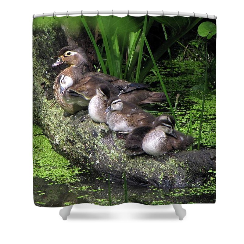  Bird Shower Curtain featuring the photograph Wood Ducks on a Log by Ann Bridges