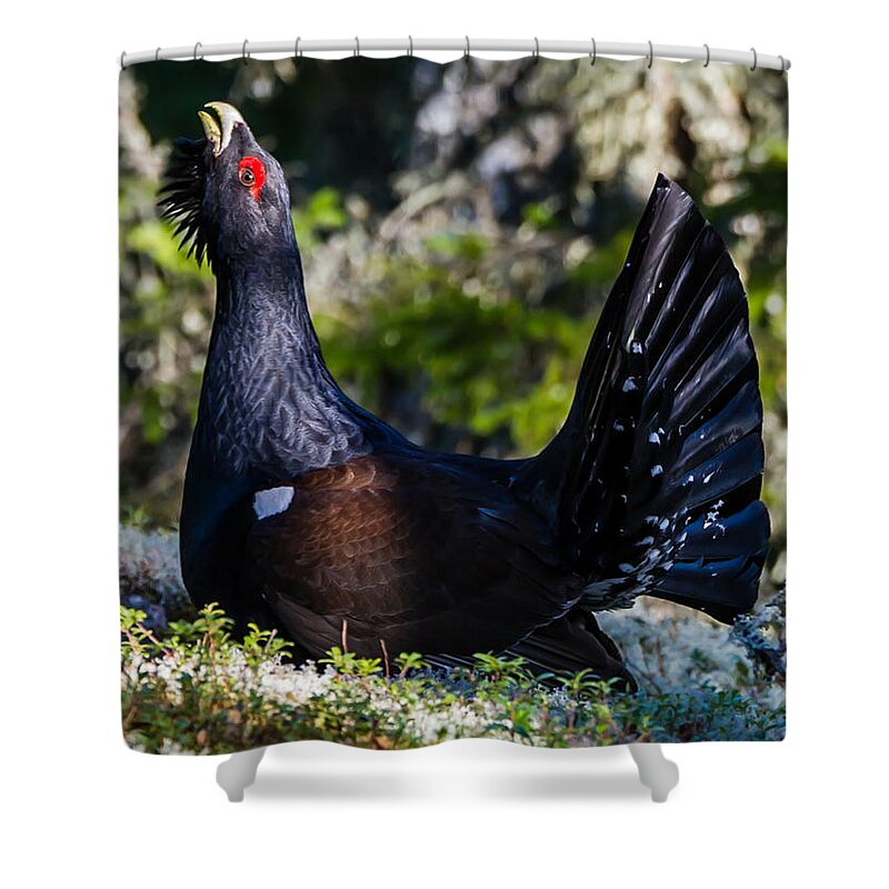Heather Cock In The Mornign Sun Shower Curtain featuring the photograph Wood Grouse Cock by Torbjorn Swenelius